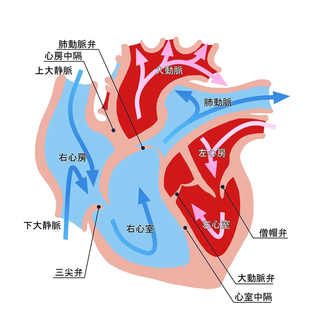 心疾患とは